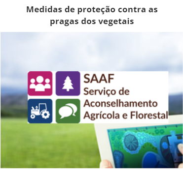 SAAF3 1